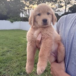Ziggy -Female Golden Retriever Puppy -Teal Collar - Gentle Soul Seeking a Quiet Forever Home - Golden female Golden Retriever puppy in Port St Lucie, Florida from Nirvana Goldens