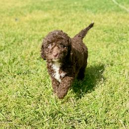 Amor - female Golden Mountain Doodle puppy in Rome, Georgia from Victoria’s Designer Doodles