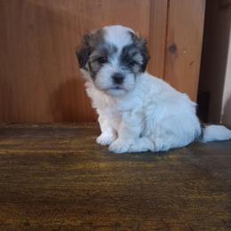 Karson - Red sable male Havanese puppy in Terrell, Texas from Ashley Nicole Ranch