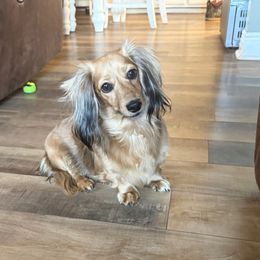 Lucy - Dachshund