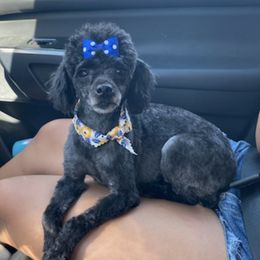 Poodles from Mendez Poodles