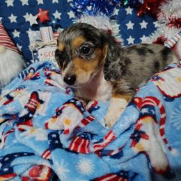 Patch - Dapple male Dachshund puppy in Hudson, Michigan from Mittentail Kennel Miniature Dachshunds & Australian Shepherds