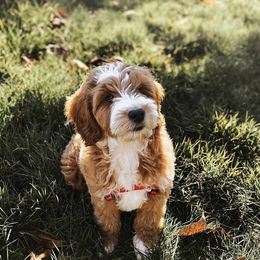 Goldendoodle Puppies from J + A Family Doodles