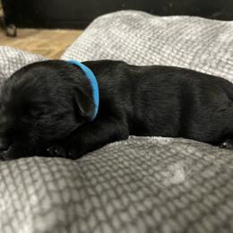 Duncan - Black male Miniature Schnauzer puppy in Dawson, Georgia from Faith Farm Miniature Schnauzers