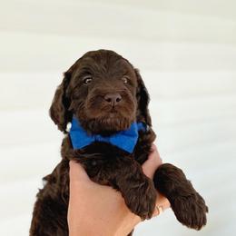 Teddy - Chocolate male Goldendoodle puppy in Nashville, Tennessee from Hilton Doodles