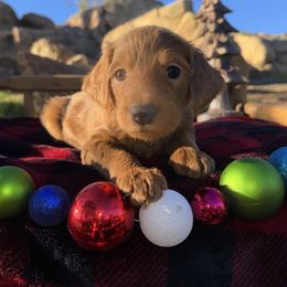 Mistletoe - Red female Aussiedoodle puppy in Riverside, California from Just Loving Doodles