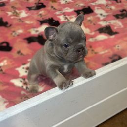 Leo - Blue male French Bulldog puppy in Bolingbrook, Illinois from Flores Frenchies