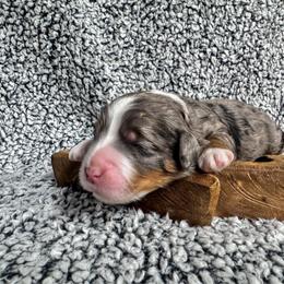 Slate - Blue merle male Bernedoodle puppy in Rose Hill, North Carolina from Red Door Canines