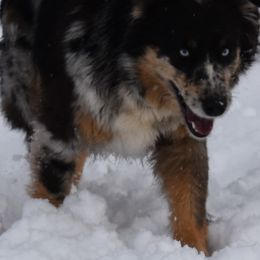 Miley - Australian Shepherd