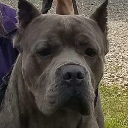 Giuseppe - Cane Corso