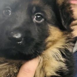 Boy 1 - German Shepherd puppy in Richfield, Minnesota from Midwest GSD LLC