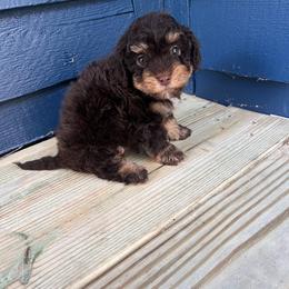 Cavapoo Puppies from Woodland poodles and Cavapoos