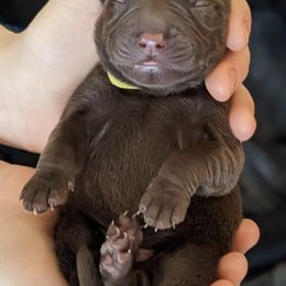 Labrador Retrievers from Green Pastures Labrador Retrievers