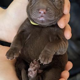 Labrador Retrievers from Green Pastures Labrador Retrievers