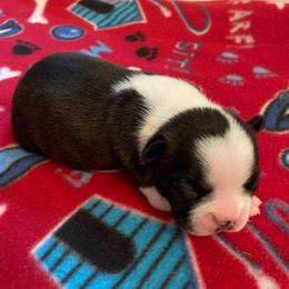 AKC Mia - Black brindle and white female Boston Terrier puppy in Imperial, Missouri from Boston Kup Breeders