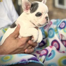 Bulldog and French Bulldog Puppies from Kansas Grand St English & French Bulldogs