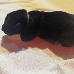 Boy 4 - male Karakachan puppy in Franklin, Pennsylvania from Harvest Plantation