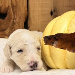 Casper - Cream male Aussiedoodle puppy in Lavonia, Georgia from H & A Kennels