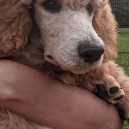 Poodle Puppies from Sundance's Poodles