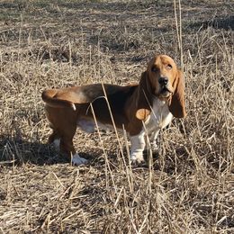 Copper - Basset Hound