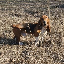 Copper - Basset Hound