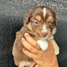 Feta - Red tri-color female Miniature American Shepherd puppy in Oak Hill, West Virginia from New River Gorgeous Puppies