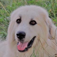 Dyna - Colorado Mountain Dog