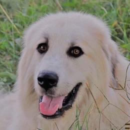 Dyna - Colorado Mountain Dog