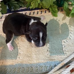 Walt - Black white and tan male Rat Terrier puppy in Savoy, Texas from Rockin EZ Rat Terriers