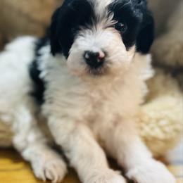 Bump - male Havapoo puppy in Natural Bridge, Virginia from Rockbridge Puppies