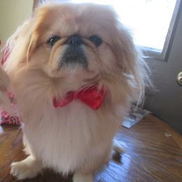 Poochie - Pekingese