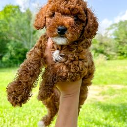 Goldendoodle and Poodle Puppies from Anytime Doodles