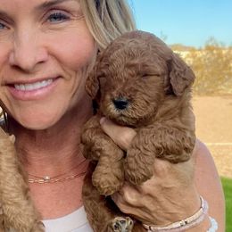 Goldendoodles and Yorkshire Terriers from Tails and Trails Doodles