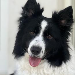 Epic - Border Collie