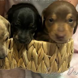 Dachshunds from Dee’s Denim Dachshunds