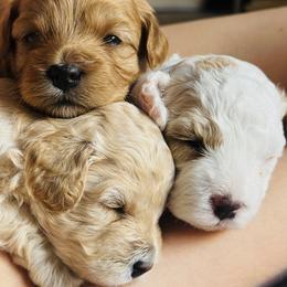 Cavapoo Puppies from The Little Park Farm