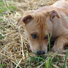 Carolina Dog Puppies from Williams Sweet Carolina