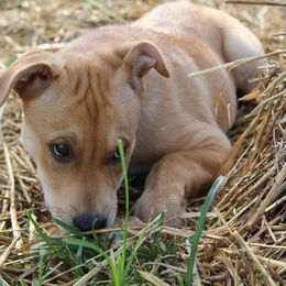 Carolina Dog Puppies from Williams Sweet Carolina