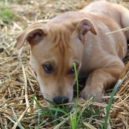 Carolina Dog Puppies from Williams Sweet Carolina