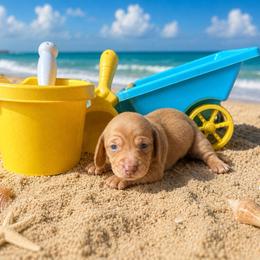 JWoww - Red female Dachshund puppy in Harold, Kentucky from Taylors Tiny Tails