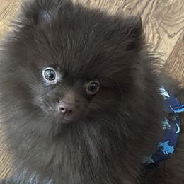 Pomeranians from Poms On The Lake