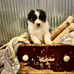 Rowdy - Black tri-color male Australian Shepherd puppy in Sedalia, Missouri from Affinity Aussies