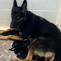 Kelsey - Black and tan female German Shepherd puppy in Sharon Grove, Kentucky from Julie’s Shepherds