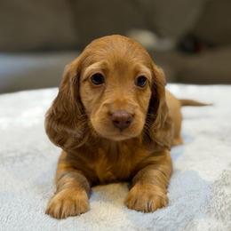 Hank - Dapple male Dachshund puppy in Chehalis, Washington from Devoted Doxies - DLL