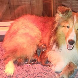 "Tessa" - Shetland Sheepdog