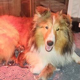 "Tessa" - Shetland Sheepdog