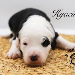 Hyacinth Bridgerton - Black and white female Sheepadoodle puppy in Edmond, Oklahoma from Rock N Roll Doodles
