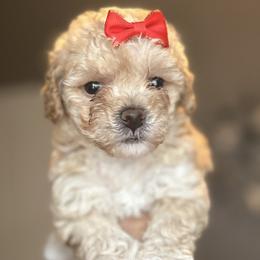 Goldendoodles and Poodles from Destiny’s Kennel