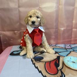Noah - Apricot male Poodle puppy in Mobile, Alabama from Semmy’s Standard Poodle LLC