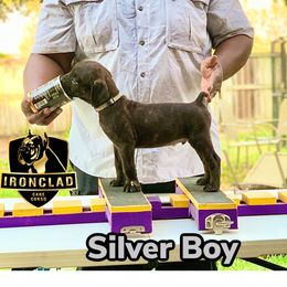 Boy 5 - Black brindle Cane Corso puppy in College Station, Texas from Ironclad Cane Corso